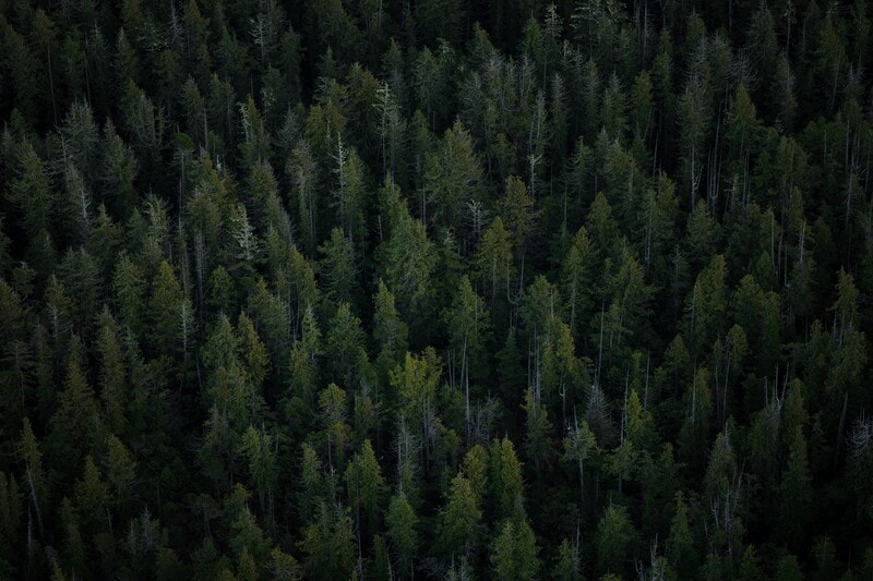 Climate action should prioritize "durability," focusing on how long carbon is stored and managing risks associated with natural climate solutions. These solutions have already sequestered significant carbon and provide additional benefits such as biodiversity and water security. Concerns about permanence, or the potential release of stored carbon, should not delay action; it is more critical to manage these risks effectively. Ecosystems can maintain resilience even amidst individual losses. Current mechanisms, like buffer pools in carbon markets, can address risks and improve project reliability. Immediate action is essential to leverage existing natural storage capabilities, as delaying will have severe ecological and economic consequences.