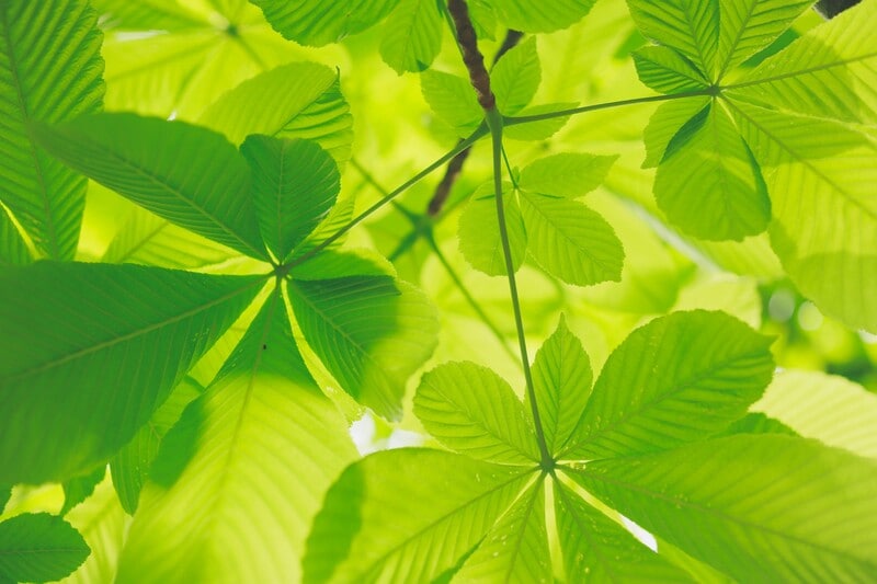Artificial photosynthesis aims to replicate natural processes by converting sunlight, water, and CO₂ into fuels and materials on an industrial scale, offering a potential solution for climate change. Japan is spearheading this initiative, dubbed the 'Japanese Apollo Project', to bolster global competitiveness and sustainability. The technology promises negative-emission pathways, capable of producing clean fuels and reducing atmospheric CO₂. A roadmap has been established for partial implementation by 2030 and mass production by 2040, emphasizing advancements in catalysis and collaboration. This initiative could also stimulate Japan’s economy amidst declining productivity and population challenges.