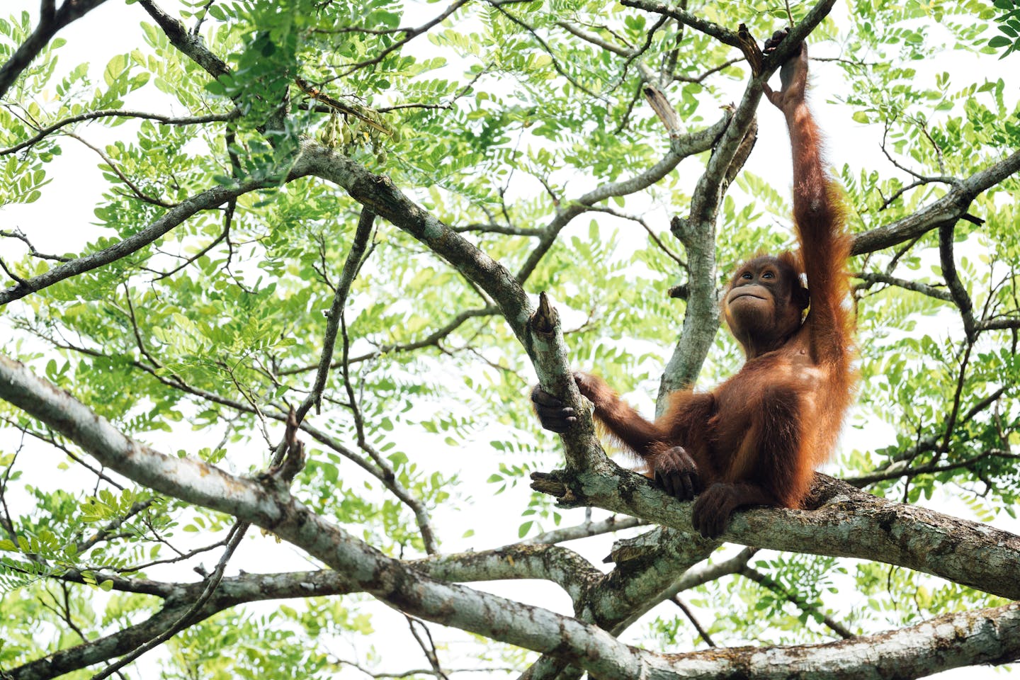 Asia leads the world in spending on nature-based solutions, investing US$93 billion in 2023, primarily driven by China. However, to meet global biodiversity and climate targets by 2030, annual investment must triple to US$571 billion. Southeast Asia requires a sevenfold increase in nature financing from US$8 billion to US$54 billion. Currently, for every US$1 spent on nature, US$20 is expended on destructive activities, totaling US$7.3 trillion globally. The UN Environment Programme emphasizes the need for reforms to redirect finances towards protecting nature.