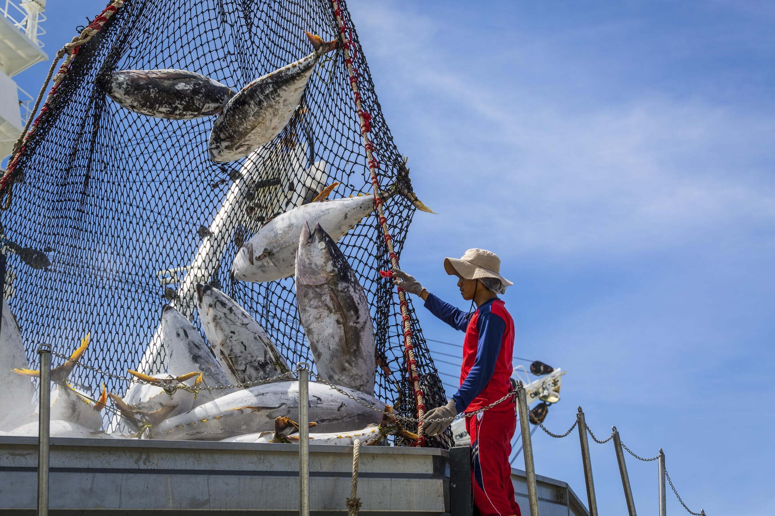 AI and big data have the potential to transform food systems and enhance sustainability, addressing urgent challenges in both marine and agricultural sectors. Initiatives like The Nature Conservancy's collaboration with partners are implementing AI for improved oversight of fisheries, reducing illegal fishing and supporting Pacific Island economies. In agriculture, AI technologies are being deployed to monitor and improve food security, particularly during crises. Collaborative efforts aim to generate actionable insights for policy makers and farmers, emphasizing the urgency to deploy these tools effectively to protect vital food resources.