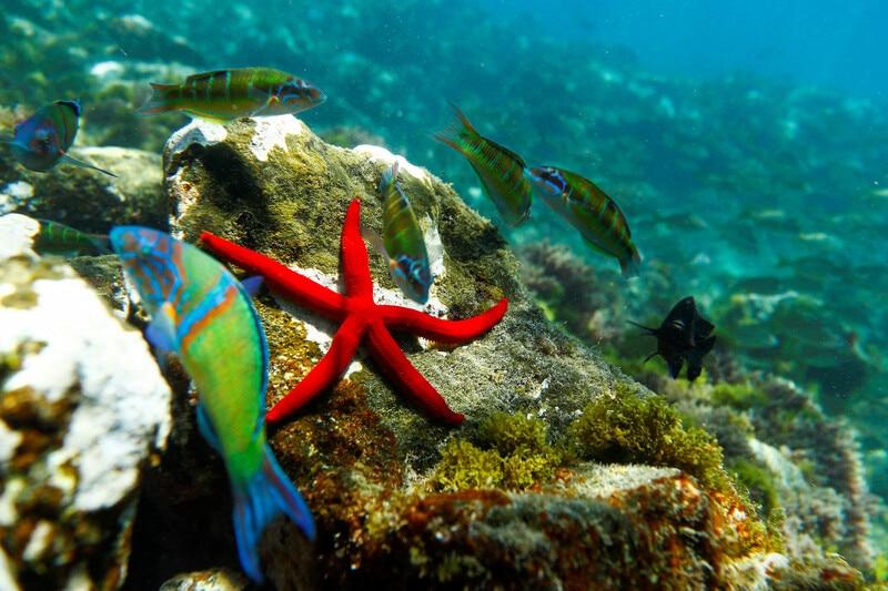 At least 20% of the ocean still requires conservation by 2030 to meet the 30x30 goal of protecting 30% of marine areas. Currently, only about 3.5% of the ocean is adequately protected, with many marine protected areas unimplemented or ineffective. Effective ocean conservation depends on strong local leadership, governance, sustained financing, scientific expertise, and technology use tailored to regional contexts. Capacity development—enhancing skills, knowledge, and institutional support—is critical for turning designations into durable protection. Challenges include ensuring long-term funding beyond initial designation and improving access to finance and technology for local managers. Integrating these elements is essential to close the implementation gap and deliver lasting ocean conservation outcomes by 2030.