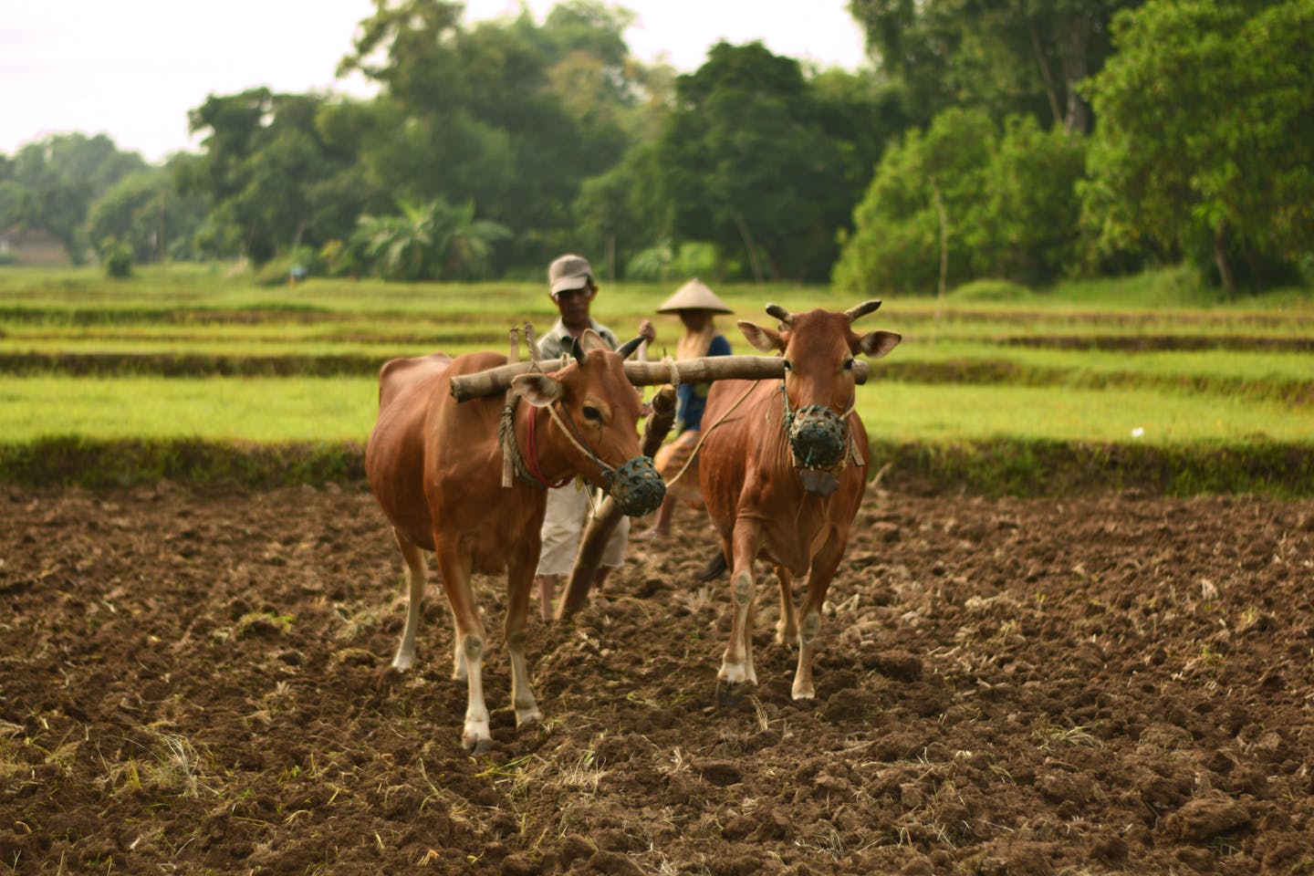 Soil health is declining globally, with over one-third of agricultural land degraded and significant carbon losses due to practices like crop production and cattle grazing. Efforts to improve soil health have emerged since the 1980s, gaining attention in international agreements like the Global Biodiversity Framework and COP28. Healthy soils support biodiversity, food production, and ecosystem services but face threats from industrial agriculture methods such as monocropping and overgrazing. Currently, approximately 1.66 billion hectares, or 35% of agricultural land, is degraded, impacting climate change, water resources, and biodiversity.