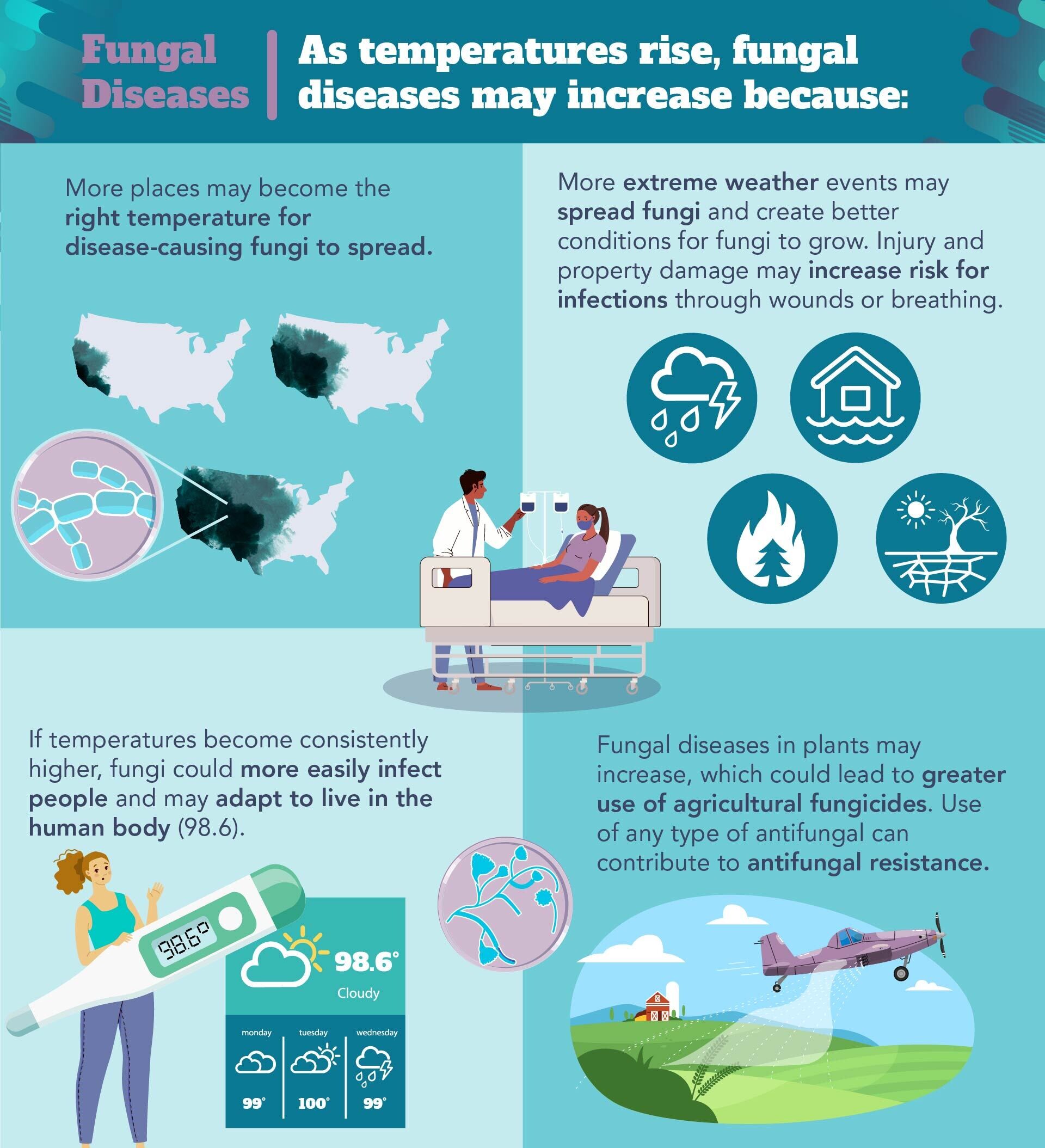 Rising global temperatures are projected to increase the spread of the fungus Aspergillus fumigatus, responsible for millions of infections and deaths annually. This fungus could expand its range by 77% by 2100, endangering up to 9 million additional people in Europe. Climate change may also allow A. flavus to affect a larger area. Additionally, a UK review highlights a gender imbalance in clinical research, with significantly more male-only studies. Urgent reforms are needed to address this disparity, which impacts the safety and effectiveness of treatments for women.