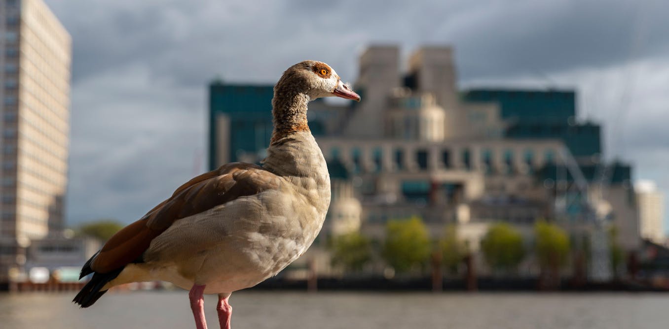 A UK government report warned that climate-driven ecosystem collapse could lead to severe consequences, including food shortages, mass migration, and potential nuclear conflict. Despite being informed by intelligence agencies, its launch was blocked, resulting in only a limited release after public pressure. The report highlighted risks such as water insecurity and crop failures, exacerbated by environmental degradation. An unredacted version indicated that failures in ecosystems could lead to increased political extremism and geopolitical tensions, particularly between China, India, and Pakistan. The government's lack of formal commentary reflects a historical pattern of downplaying climate-related security warnings.
