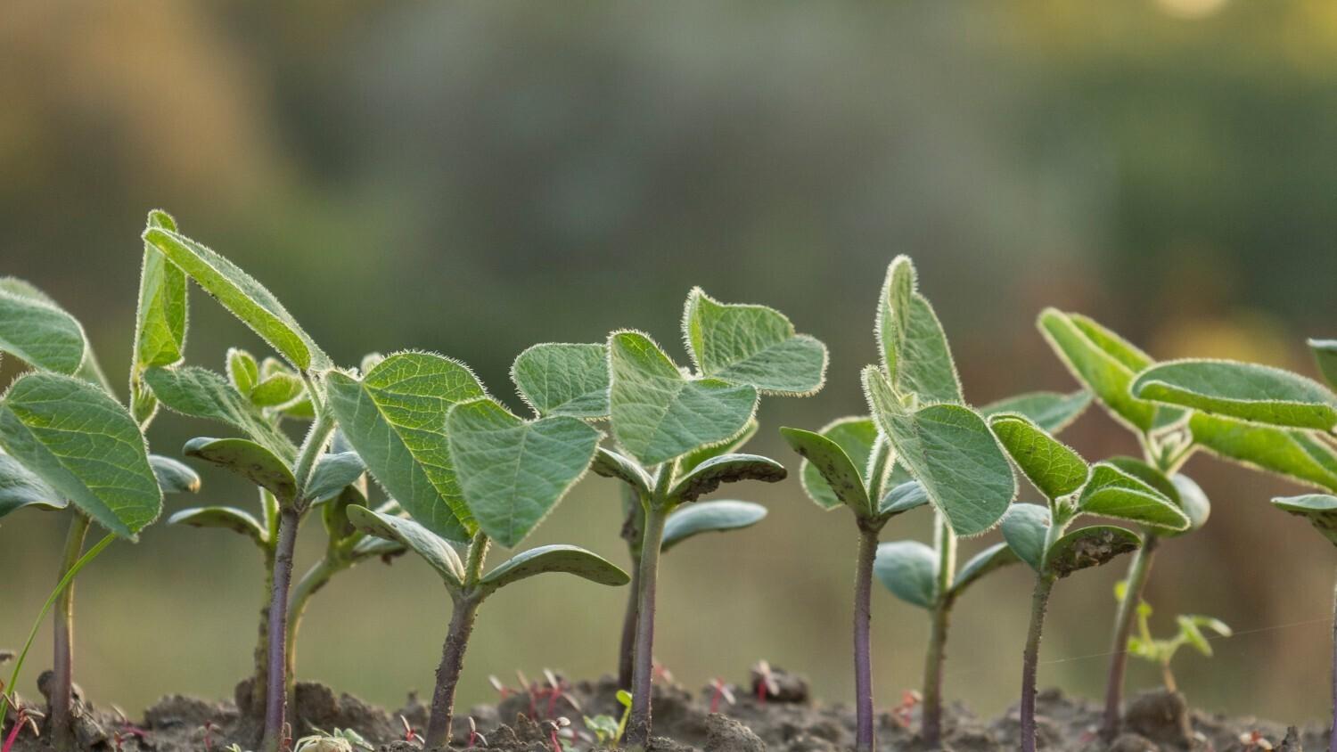 Up to 40% of the world’s land is degraded, impacting over 3.2 billion people and threatening economies reliant on healthy soil. Unsustainable land use, short-term economic incentives, and climate change drive this decline. Healthy soil is a critical economic asset that supports productivity, resilience, and long-term value, yet it is often overlooked in financial and risk assessments. Investing in soil health is urgent and essential for sustaining business operations and ensuring economic stability.