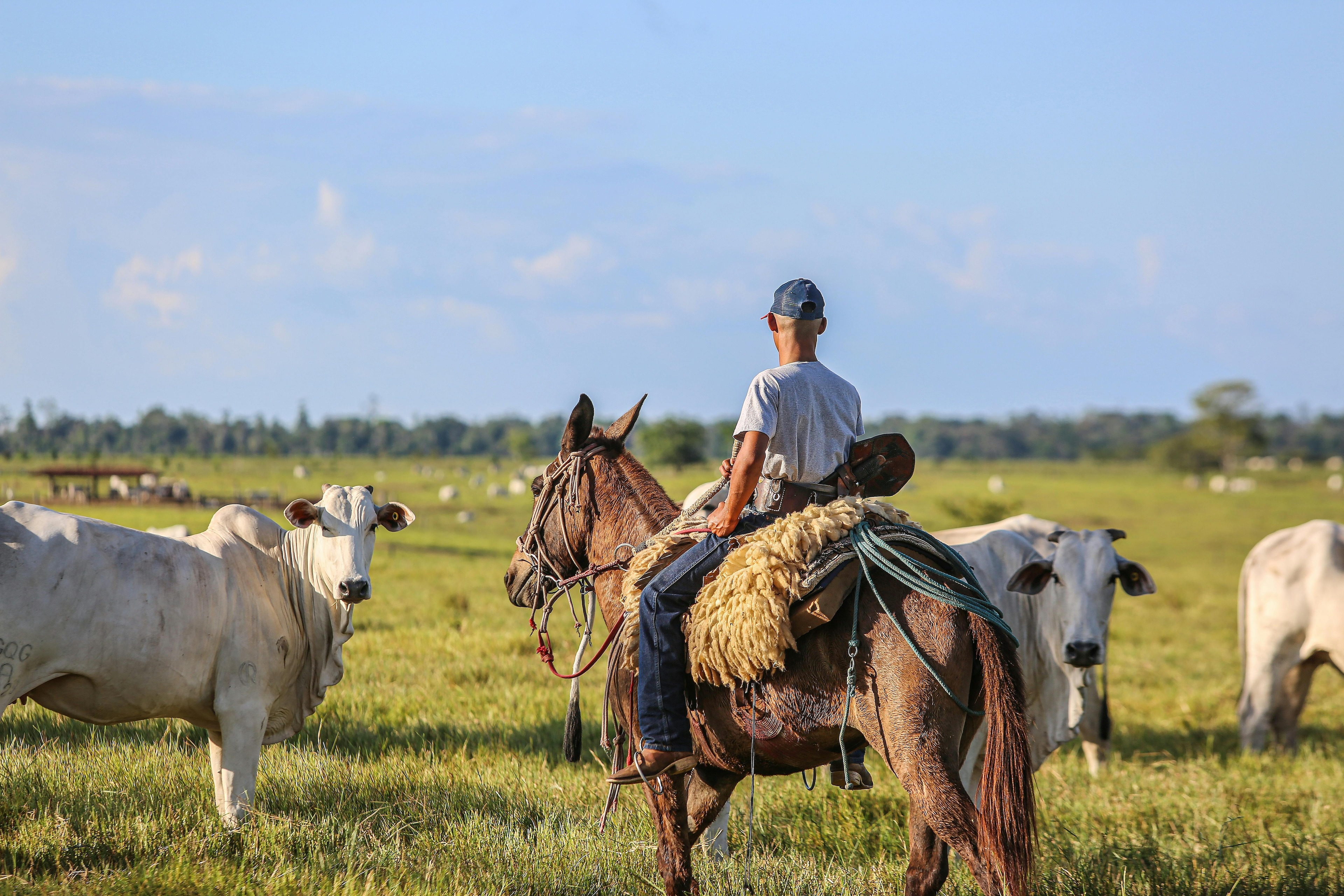 Biodiversity loss in sub-tropical countries, particularly Brazil, is driven by extensive cattle farming and agricultural expansion, especially in ecosystems like the Cerrado. This growth, fueled by global trade demand, threatens species and food security, with significant implications for local economies and ecosystems. Sustainable practices and stronger environmental protections could generate substantial economic benefits, estimated at $72 billion, while supporting biodiversity. Financial institutions have a crucial role in promoting nature-positive investments, which could unlock trillions in value and millions of jobs by 2030, contingent on improved data and incentives for sustainability initiatives.