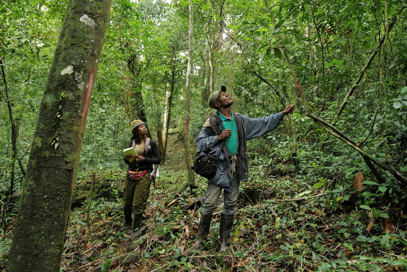 Sustainable forest management is critical for climate mitigation, biodiversity, and the livelihoods of local communities. Key pathways include recognizing megatrends such as responsible production, conservation for climate, and Indigenous rights. Collaboration among governments, civil society, and businesses enhances local actions, exemplified by initiatives in Nigeria, Liberia, and Ghana that empower communities through legislation and participatory planning. These efforts illustrate that real change occurs at the local level, connecting global strategies to the realities of those living in forested areas and enabling practical solutions for sustainable management.