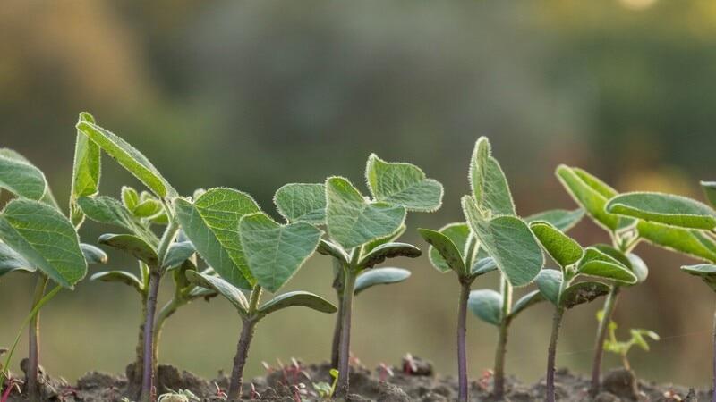 Up to 40% of the world’s land is degraded, impacting over 3.2 billion people and threatening economies reliant on healthy land. Unsustainable land use and climate change drive this degradation by favoring short-term gains over long-term soil health. Healthy soil is a vital economic asset that supports productivity, resilience, and sustainable value, yet it is often overlooked in business and government risk assessments. Investing in soil health is crucial and feasible to mitigate growing risks and ensure economic stability.