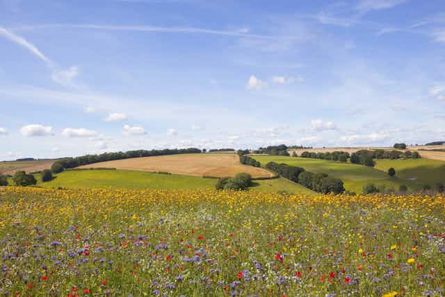 The UK government has abruptly closed applications for its sustainable farming incentive (SFI), causing concern among farmers and environmentalists. The scheme supports practices that enhance soil health, biodiversity, and water quality but has been criticized for its complexity and unclear financial viability. Although farmers with existing agreements are safe, the closure creates financial uncertainty for future investments in sustainable practices. The government's choice to prioritize short-term financial constraints raises questions about its commitment to long-term agricultural and environmental health. A revised version of the scheme is expected, but regaining farmers’ trust will be challenging.