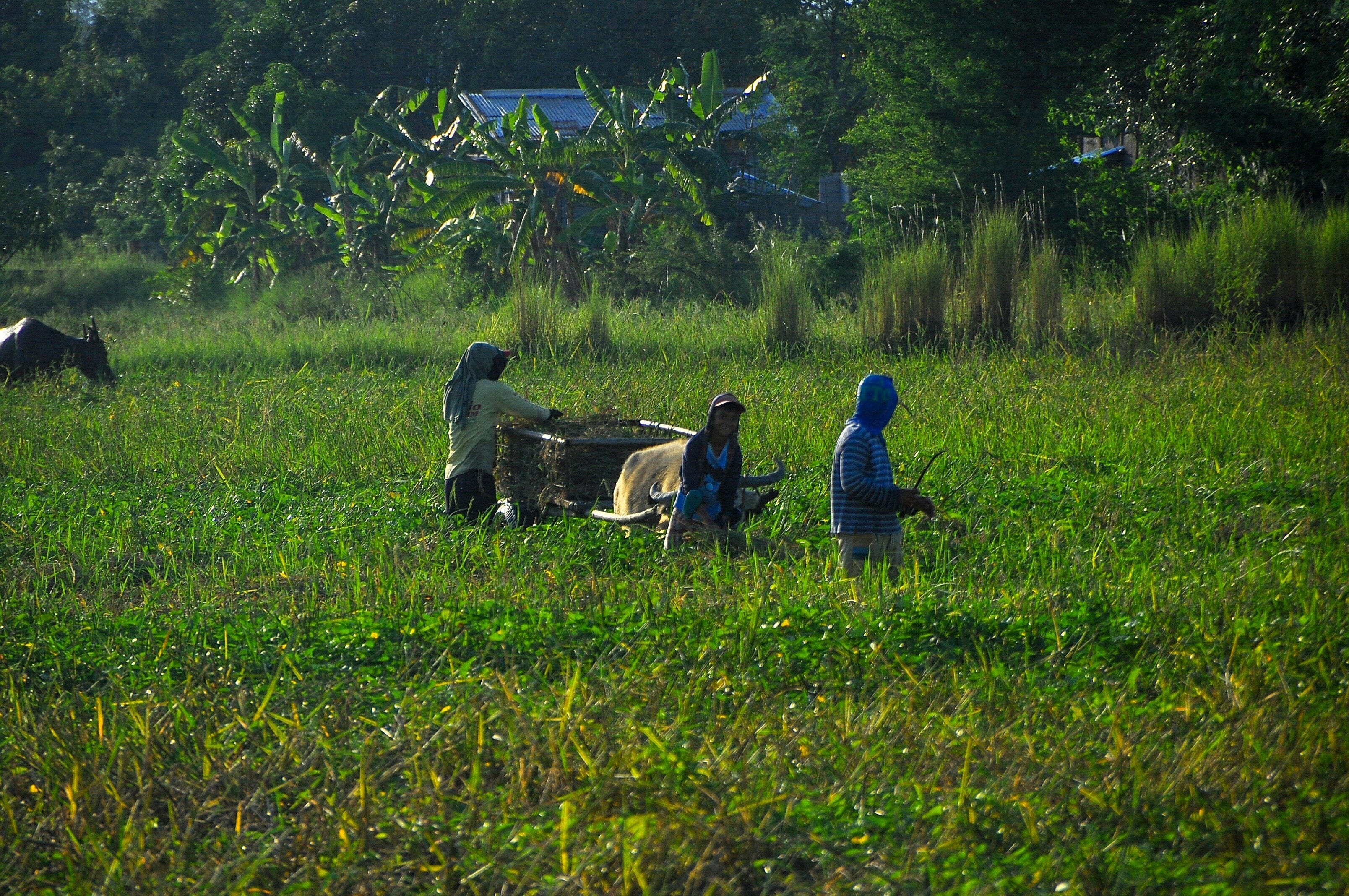 Governments, especially in developing countries, are grappling with financial constraints and the urgent need for sustainable food security. The CGIAR report emphasizes the necessity of science-based evidence to guide localized decision-making for effective resource allocation. It presents actionable solutions to combat malnutrition, such as integrating nutrition into health systems and biofortifying crops, along with climate adaptation measures like bundling climate information services for smallholder farmers. By bridging the gap between scientific research and policy implementation, the report aims to support nations in addressing challenges like nutrient deficiencies and water management while adapting to climate change.