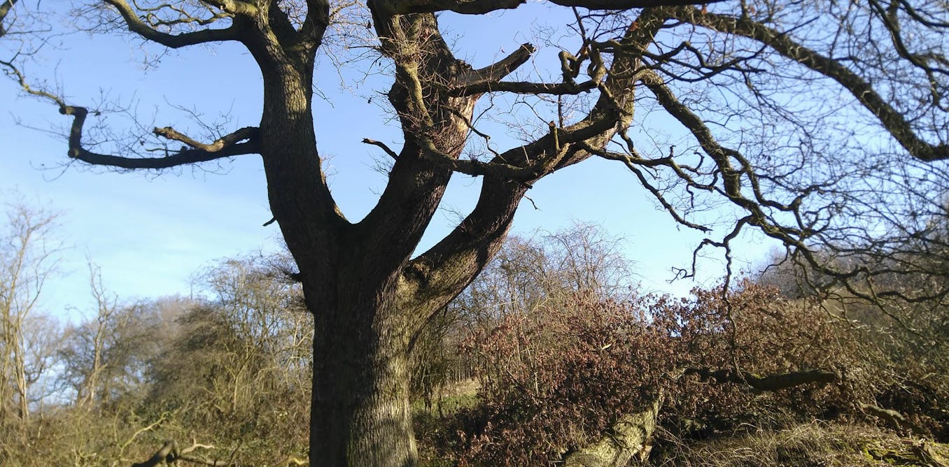 The Feanedock Oak in Derbyshire, a significant native specimen, supports a rich biodiversity and has provided habitat for centuries. Recent research by dendrochronologists revealed it has lived for over 200 years, during which it has experienced environmental stresses, including heat and drought. A creative event called Ring of Truth, held under the oak, explored legal rights of nature, focusing on the tree's historical witness to ecological damage. The collaboration examined how trees possess biological memory through epigenetic changes, which enable them to adapt to environmental challenges, offering insights into their resilience and ecological importance.