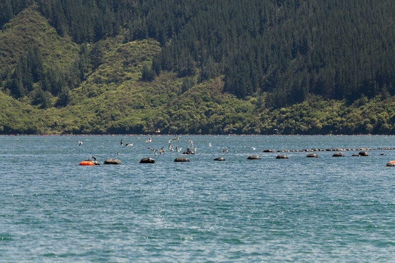 New Zealand's mussel industry exemplifies how high-value sectors can collaborate with the environment to regenerate ocean health. A shift from sustainability to a regenerative blue economy is essential, ensuring that all ocean-dependent sectors enhance the ocean's capacity to support life. This economy focuses on ecological recovery and long-term profitability. Strategies include integrating regeneration into ocean planning, transitioning from harmful practices, and exploring new sectors like offshore renewables and aquaculture. Regulatory frameworks are evolving, mandating measurable improvement in nature and fostering a governance shift towards restoration, making it a legal and economic necessity.