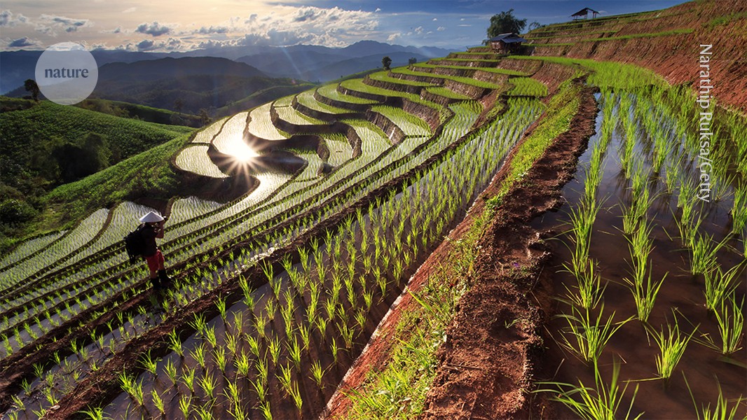 Global food prices are partially driven by a significant decline in public and private investment in agricultural research over the past four decades. Between 1980 and 2021, while population growth surged by 80%, the annual growth of spending on agrifood research and development slowed dramatically, particularly since 2015. Currently, middle-income countries and the private sector have surpassed high-income countries and public funding in terms of investment. This trend poses challenges for meeting future food demand and could lead to sustained higher food prices if not reversed quickly.