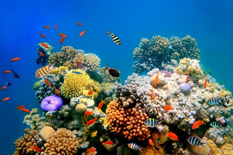Coral reefs are vital ecosystems, contributing billions to the global economy and supporting millions of livelihoods. However, they are rapidly declining due to climate change, with living corals nearly wiped out in some areas. Since exceeding the 1.5°C warming threshold in July 2023, significant coral loss has occurred, with predictions indicating that 70% to 90% of reefs could vanish. Immediate, coordinated global efforts in restoration and conservation are essential. Utilizing existing technology and scientific solutions can enhance coral resilience, but this requires substantial financial resources and collaborative action. Delaying intervention risks irreversible damage to these critical marine habitats.