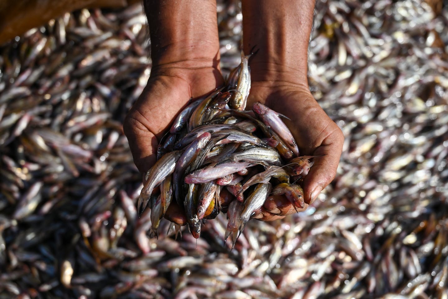 Countries are submitting climate pledges ahead of COP30 but experts criticize these commitments for lacking specific, actionable targets. While 85 of 96 coastal nations included ocean initiatives, many focus on broad conservation rather than addressing the phasing out of offshore fossil fuels, which is vital for ocean health and carbon sequestration. The majority of ocean-related measures target adaptation, with limited emphasis on climate mitigation strategies like reducing offshore oil and gas extraction, which was notably included only by Colombia and the UK. Researchers emphasize the need for clearer, diversified commitments to effectively tackle climate change.