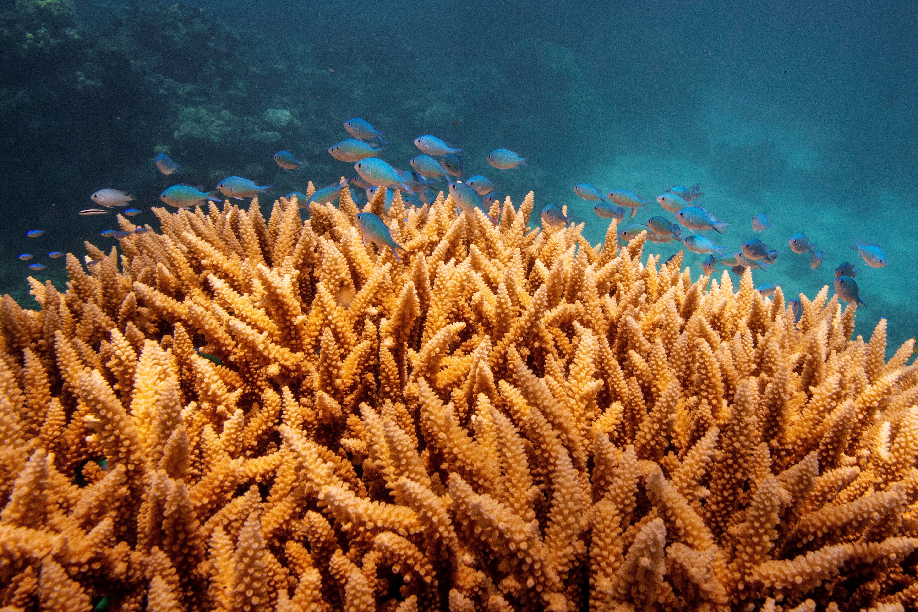 The Great Barrier Reef has experienced its largest annual coral decline since records began, with 48% of surveyed reefs showing reduced coral cover due to climate change-induced heat stress, cyclones, and crown-of-thorns starfish. Global insured losses from natural disasters reached $80 billion in H1 2025, driven primarily by wildfires in Los Angeles. France dealt with its largest wildfire since 1949, affecting 16,000 hectares. Additionally, July was the third-warmest on record, and serious water pollution incidents in England increased by 60% due to underinvestment and climate impacts.