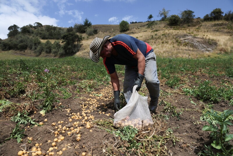 The food system significantly contributes to global greenhouse gas emissions, necessitating collaborative efforts to meet rising nutritional demands while reducing environmental impact. A partnership between Yara and PepsiCo exemplifies effective collaboration to cut emissions through improved fertilizer practices without compromising yields. By employing lower-carbon fertilizers and data-driven nutrient management, this initiative aims to enhance farm efficiency and support sustainability. The model is expanding into Latin America, showing potential for significant emissions reductions and replicability. Integrating procurement commitments and agronomic support is crucial for driving substantial changes in the food value chain.