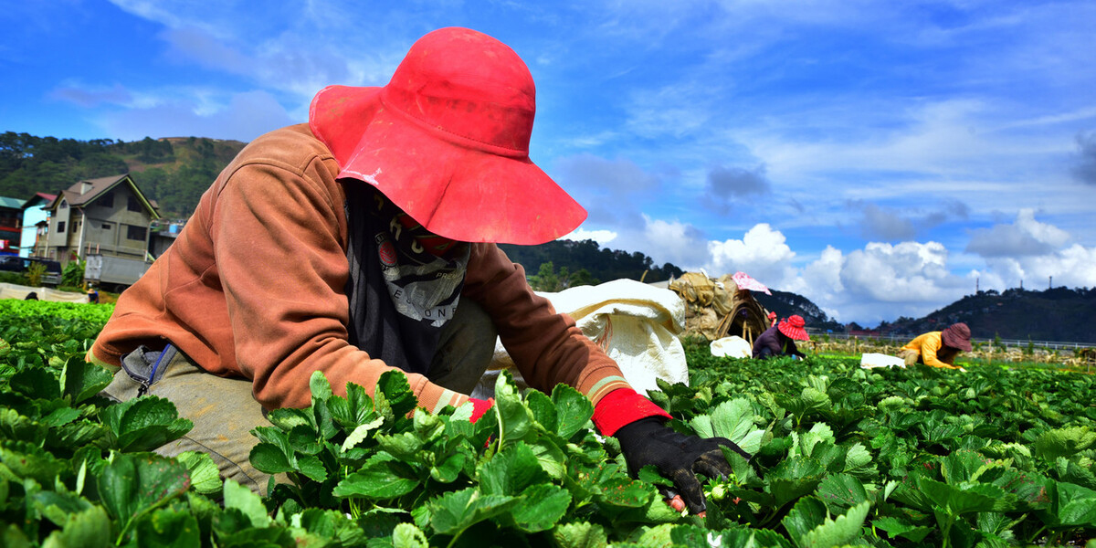 Agricultural education investment is crucial for addressing global food security as the world anticipates a population nearing 10 billion by 2050 while facing severe challenges like climate change and resource degradation. To achieve a sustainable "Green Revolution 2.0," significant investments in developing human capital are necessary. Current public investment in agricultural education and research has stagnated since the 1970s, hindering innovation and productivity. Emphasizing education will empower smallholders, enhance skills for modern agricultural practices, attract youth to the sector, and foster inclusivity while addressing environmental concerns.