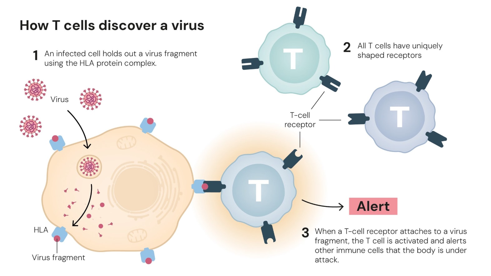 The 2025 Nobel Prize in Physiology or Medicine has been awarded to Mary E. Brunkow, Fred Ramsdell, and Shimon Sakaguchi for their discovery of regulatory T cells, crucial for maintaining immune tolerance and preventing autoimmune diseases. COVID-19 cases are rising globally due to new variants, with increasing hospital admissions, particularly among the young and elderly. Despite a decline in global smoking rates, tobacco addiction remains a major health concern. Meanwhile, Gavi reported a record 1.7 million lives saved through vaccination efforts in low-income countries, and Japan faced unprecedented heatstroke hospitalizations.