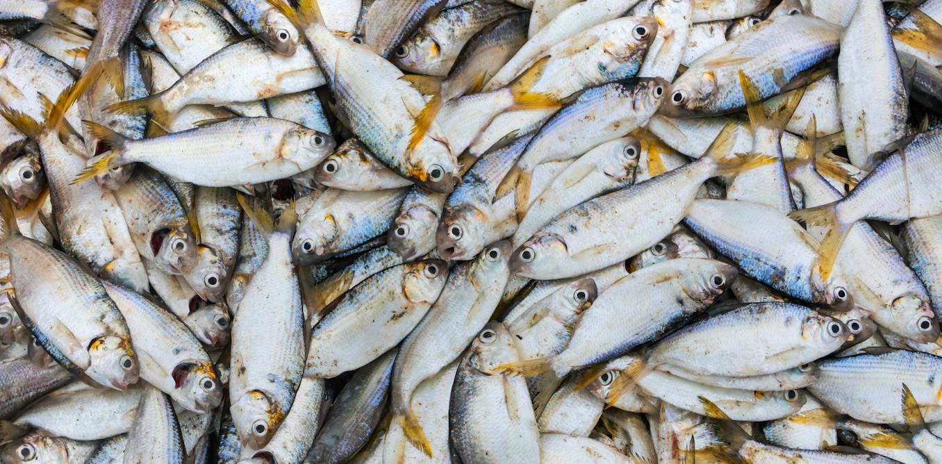 Small fish like sardinella are vital affordable protein sources in West Africa but are increasingly diverted for export and aquaculture feeds in wealthy regions, impacting local nutrition. While aquaculture, a fast-growing food sector, relies on marine ingredients like fishmeal and fish oil, wild fish catches are declining globally due to better management. These marine inputs remain important, especially for certain species, but supply is vulnerable to climate effects. Fish processing by-products now contribute significantly to fishmeal and oil production, improving sustainability. However, issues persist with sourcing tied to local food insecurity, highlighting the need for efficient, ethical, and locally attuned aquaculture feed strategies. Tools measuring nutrient conversion efficiency, such as Fish In: Fish Out ratios, can optimize resource use and bolster global food security.