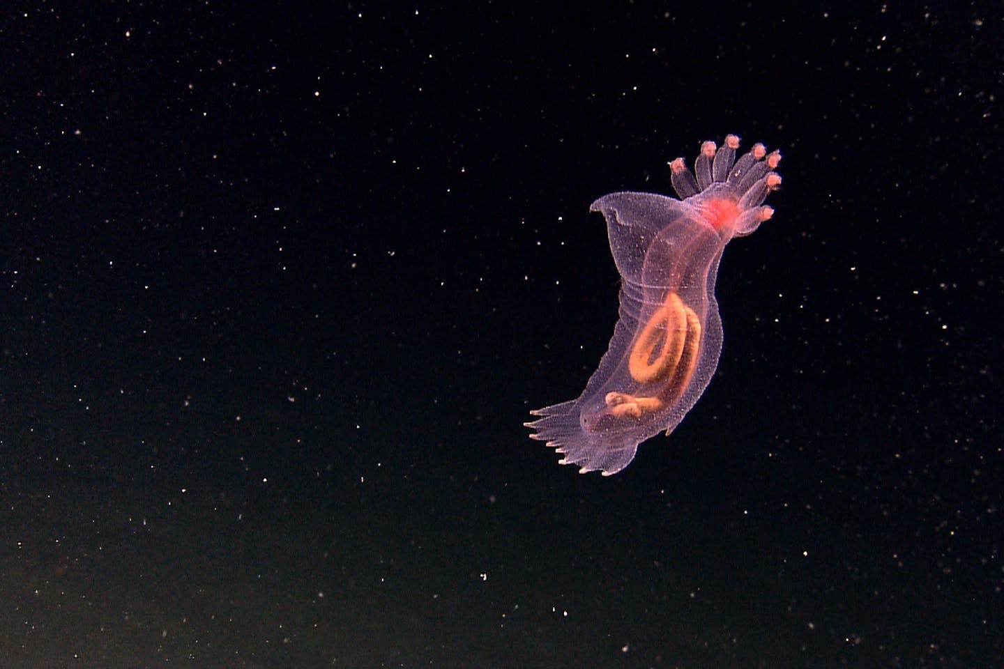 The High Seas Treaty, adopted in March 2023 after nearly two decades of negotiations, aims to protect biodiversity and marine resources in areas beyond national jurisdiction. It becomes effective on January 17, 2026, after 60 countries ratify it, a milestone achieved in September 2023. The treaty seeks to establish coordinated conservation measures and mechanisms for creating marine protected areas (MPAs) and sharing benefits from marine life. As the structure and processes are developed in upcoming meetings, there will be a focus on enhancing cooperation among existing governing bodies and addressing threats like pollution and climate change.