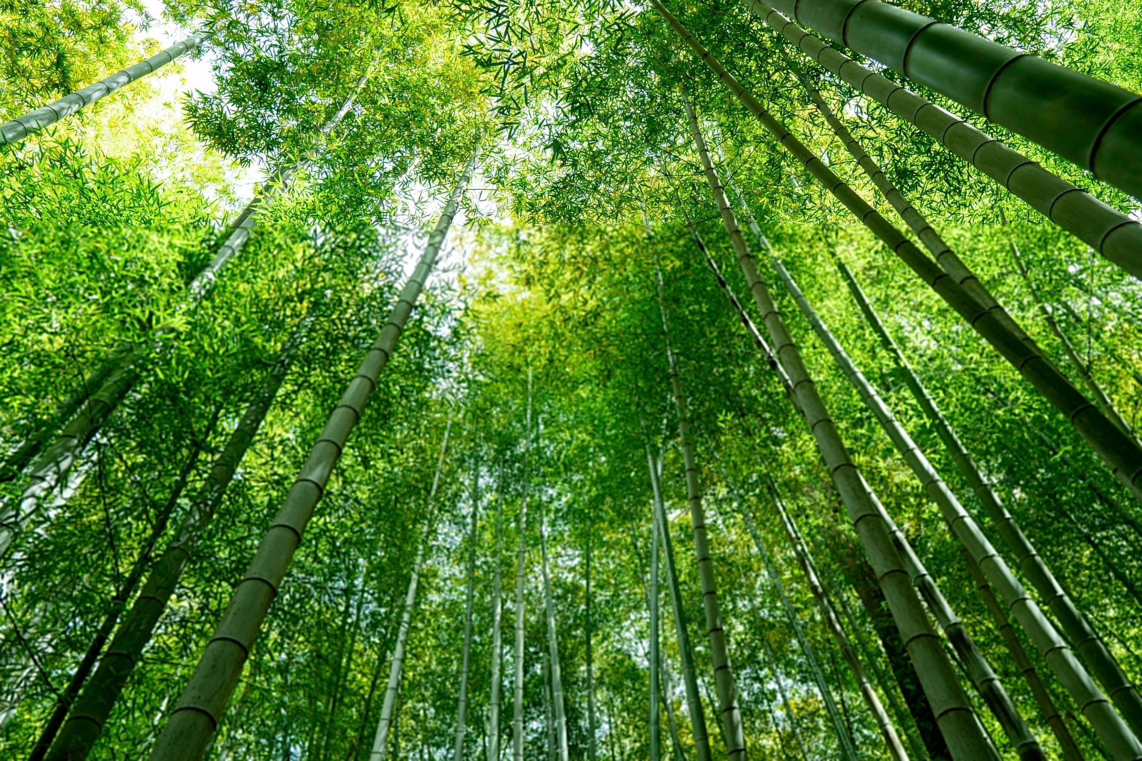 Japan is innovating its economy by enhancing local supply chains through the use of native crops like bamboo and tea, fostering regional resilience. Initiatives are merging traditional materials with modern technology to revitalize farming and reduce environmental impact. The matcha tea market is growing, prompting partnerships to improve production sustainability, while bamboo is being explored for its potential as a lightweight alternative in advanced materials. These efforts not only aim to support local economies but also address labor shortages and enhance ecological stability.