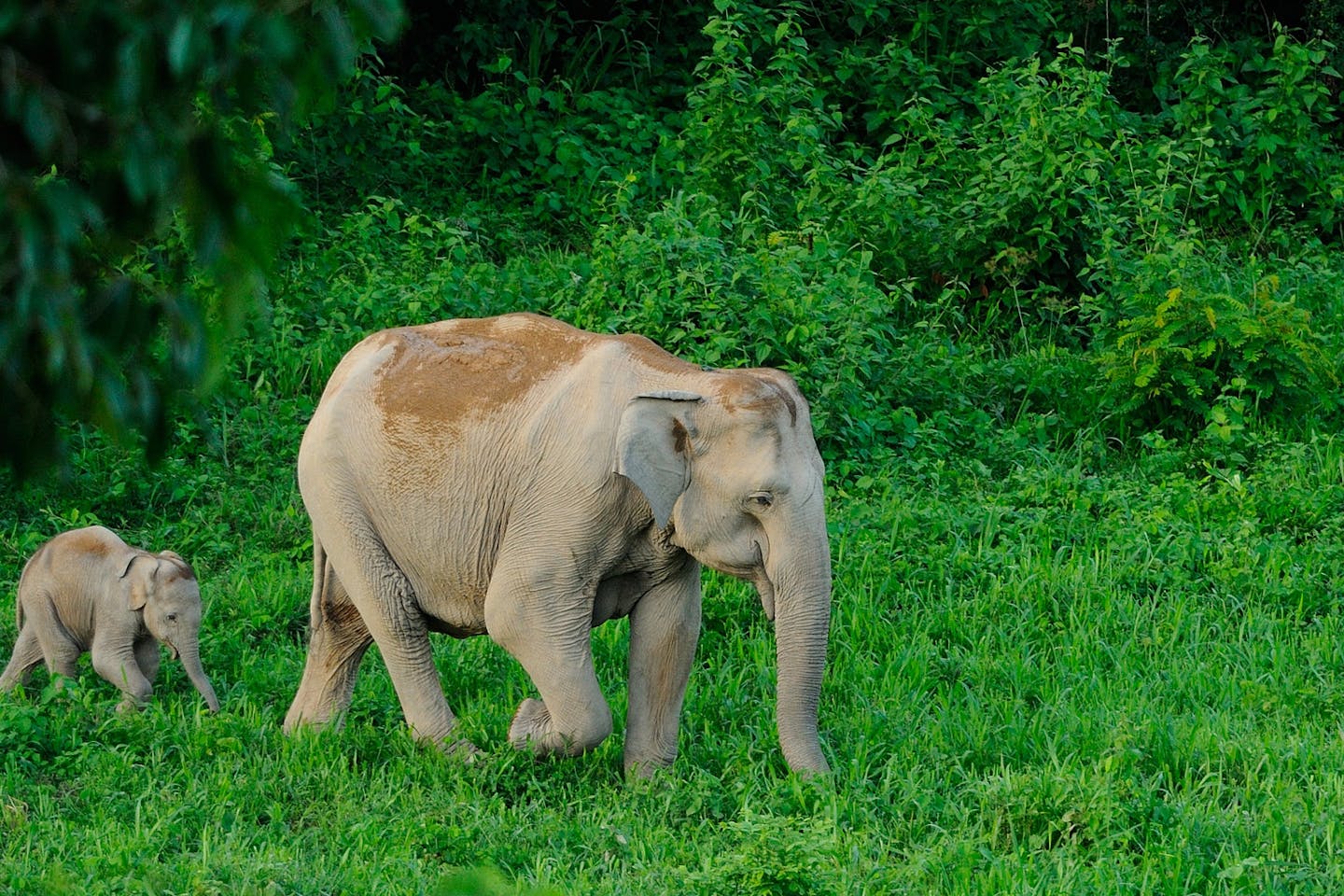 Southeast Asia's tourism sector is rebounding with a significant focus on sustainability, welcoming over 123 million visitors in 2024. As demand for ecotourism grows, countries like Thailand, Vietnam, and Malaysia are developing policies to balance economic benefits with environmental protection. Ecotourism, now integral to the region's economy, can contribute to conservation efforts, but managing visitor numbers is crucial to preserving natural areas. Initiatives include regulated tourist access and ensuring revenues support local communities and ecosystems. This shift positions ecotourism as essential for both cultural preservation and wildlife protection.