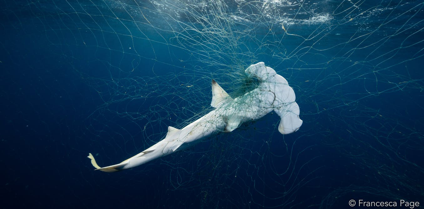 More than one-third of shark and ray species are threatened with extinction primarily due to overfishing for their fins, meat, and other parts, alongside bycatch in other fisheries. Despite new international trade limits imposed on many species at a 2025 global conference, these regulations alone will not suffice to mitigate overfishing. Local fishing practices often sustain shark mortality regardless of international trade policies. Effective conservation requires comprehensive reforms addressing both local fishing practices and demand management for shark products. Without these changes, the current regulations may have minimal impact on shark populations.
