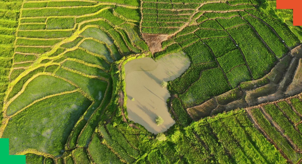 Asia faces a critical juncture in its food systems, with 1.9 billion people lacking access to healthy diets amid rising food prices and resource degradation. To achieve sustainable food security, the region must modernize infrastructure, empower smallholders, and transform value chains. Innovative approaches like digital cooperatives and precision agriculture can drive productivity. Additionally, investments in environmental restoration and efficient irrigation are essential. Enhancing nutrition through policy reforms and leveraging the potential of young workers can bridge economic gaps, ultimately fostering a sustainable and equitable food landscape in Asia.
